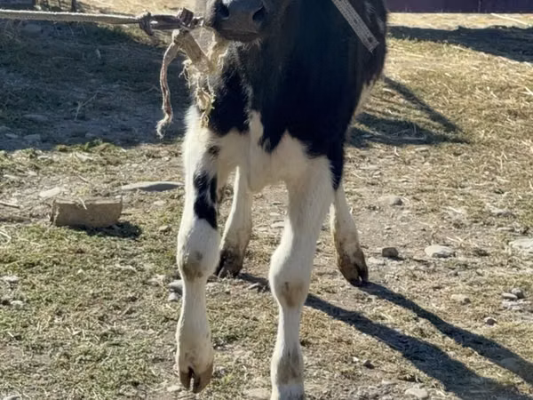 Cow, Holstein breed