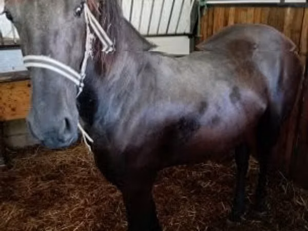 فرس, Friesian