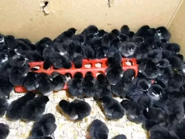 Australorp
