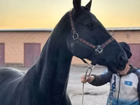 Mare, Akhal-Teke — photo 4