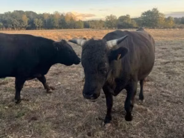 Bull, Wagyu