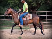 Farasi jike, Quarter Horse — picha 5