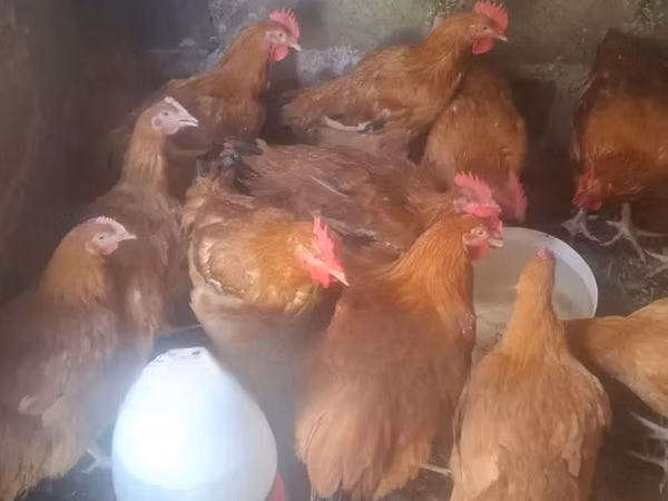 Shamo chickens — Kenya