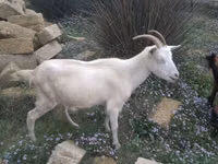 母山羊, Goats — 照片 1