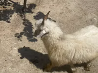 Cabra, Angora goats — foto 1