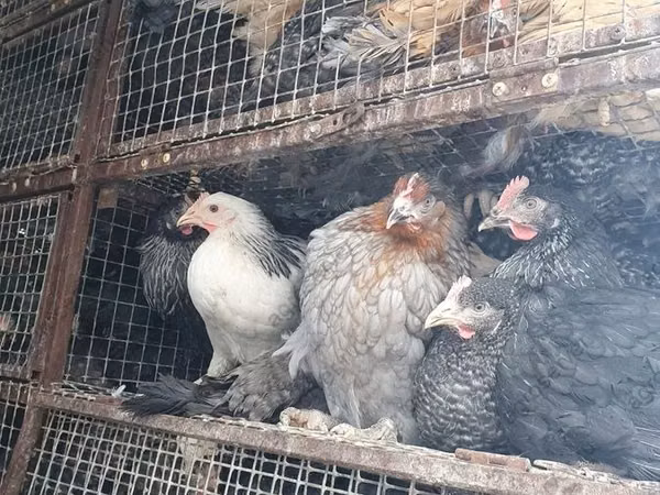 मॉस्को ब्लैक