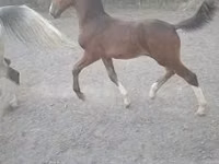 घोड़ा, Dutch warmblood horse — फ़ोटो 2