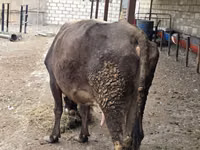 Cow, Cattle — photo 5