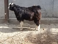 Ziege, Ziegen — Foto 3