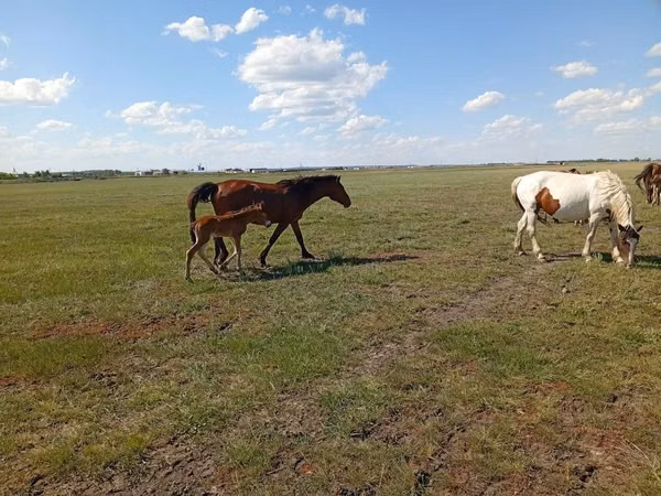 فرس, Kinsky horse