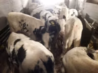 牛只（批次，未指定性别）, Russian Black pied cattle — 照片 7