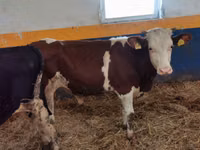 Ng'ombe dume, Simmental cattle — picha 1