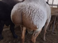 Dume la kondoo, Rambouillet sheep — picha 3