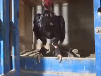 Chickens — picha 1