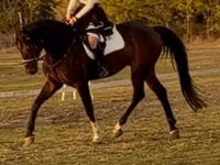 Hengst, Hanoverian — Foto 2