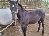 Caballo, Caballos — foto 3