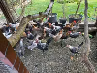 Bantam holandés — foto 8