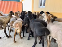 Ram, Sheep — photo 4