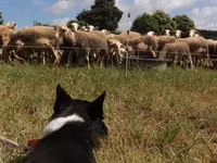 Oveja, Lacaune sheep — foto 4