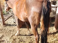 Yegua, French Trotter — foto 7