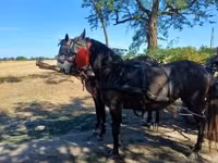 Mare, Horses — photo 1