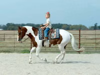 公马, Quarter Horse — 照片 7