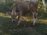 ثور, Swiss cattle — الصورة 3