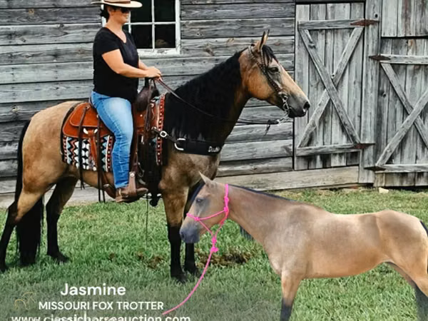 Farasi jike, Missouri foxtrotter