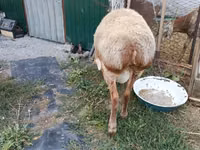 मेढ़ा, Rhon sheep — फ़ोटो 3