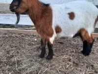 母山羊, Nigerian dwarf goats — 照片 2