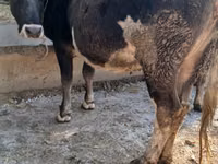 Ng'ombe jike, Ala-Tau breed — picha 1