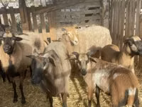 Dume la kondoo, Cameroon sheep — picha 5