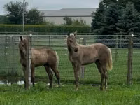 Yegua, Black Sea breed — foto 5