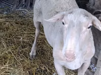 Widder, Assaf sheep — Foto 3