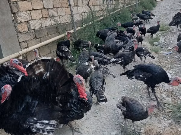 برونز