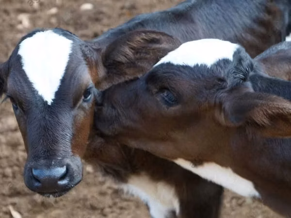 牛只（批次，未指定性别）, Kazakh White-headed cow