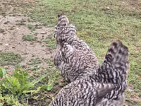 स्लोवेनियन बैर्ड हेन — फ़ोटो 8