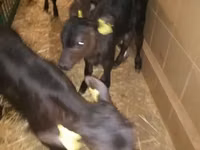 公牛, Limousin cow — 照片 7