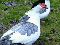 pato criollo doméstico — foto 8