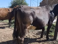 Ng'ombe jike, Russian Black pied cattle — picha 2