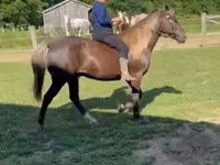 Hengst, Rocky Mountain Horse — Foto 4