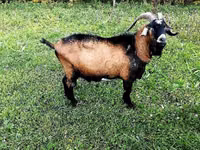 Billy Goat, Czech Brown Shorthaired goats — photo 1