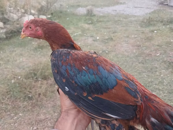 Chickens