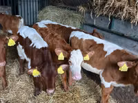 Cattle (batch, sex not specified), Simmental cattle — photo 8