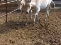 Farasi jike, lcelandic horse — picha 2