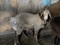 Ram, Rhon sheep — photo 5