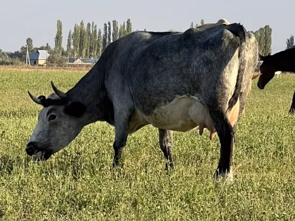 Cow, Cattle