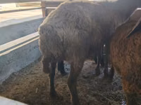 Kondoo jike, Arabi sheep — picha 3