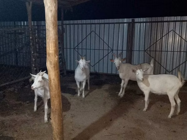 عنزة, Saanen goat