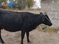 Ng'ombe jike, Russian Black pied cattle — picha 3